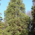 Platycladus orientalis